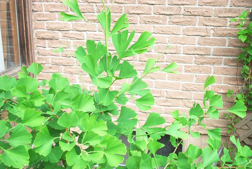 Ginko leaves