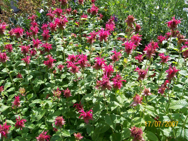 Susan Elliotson's Herb Garden 