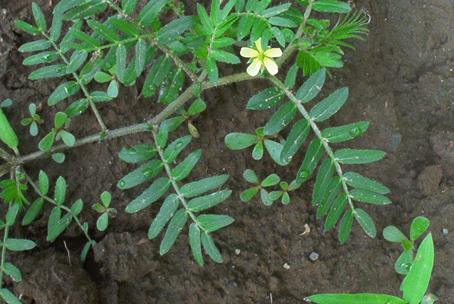 Tribulus growing in Susan Elliotson, Medical Herbalist's, garden.