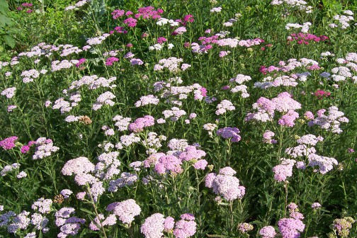 Achillea millefolium - Elliotson Herb Garden