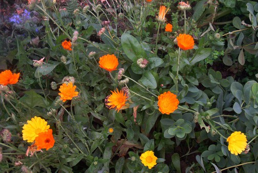 Calendula officinalis