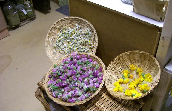 Susan Elliotson's Herb Garden -Drying Herbs