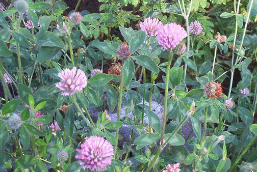  Trifolium pratense red clover