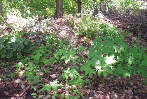 Sanguinaria canadensis, Dryopteris filix-mas, Gailum odoratum, Caulopyllum thalictroides, Actea racemosa, Hydrastis canadensis