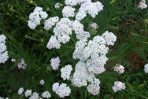 Achillea millefolium - Yarrow