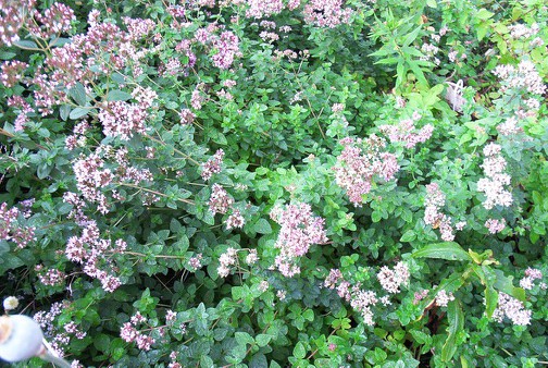 Susan Elliotson's Herb Garden Wild Marjoram